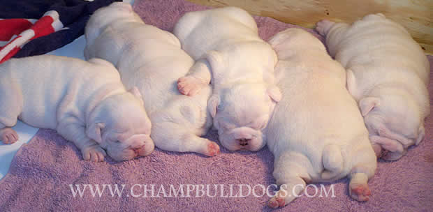 English bulldog puppy images